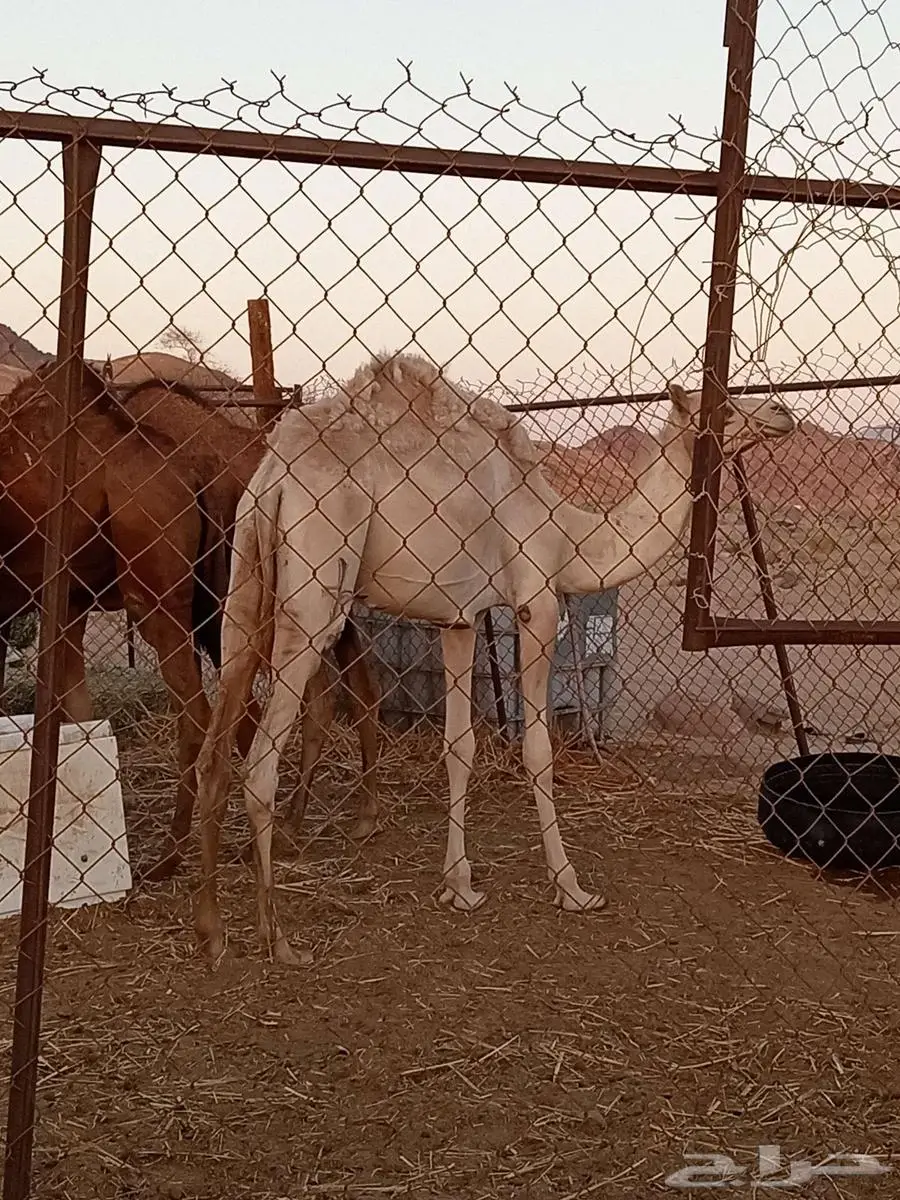 بكره حره سلاله 1