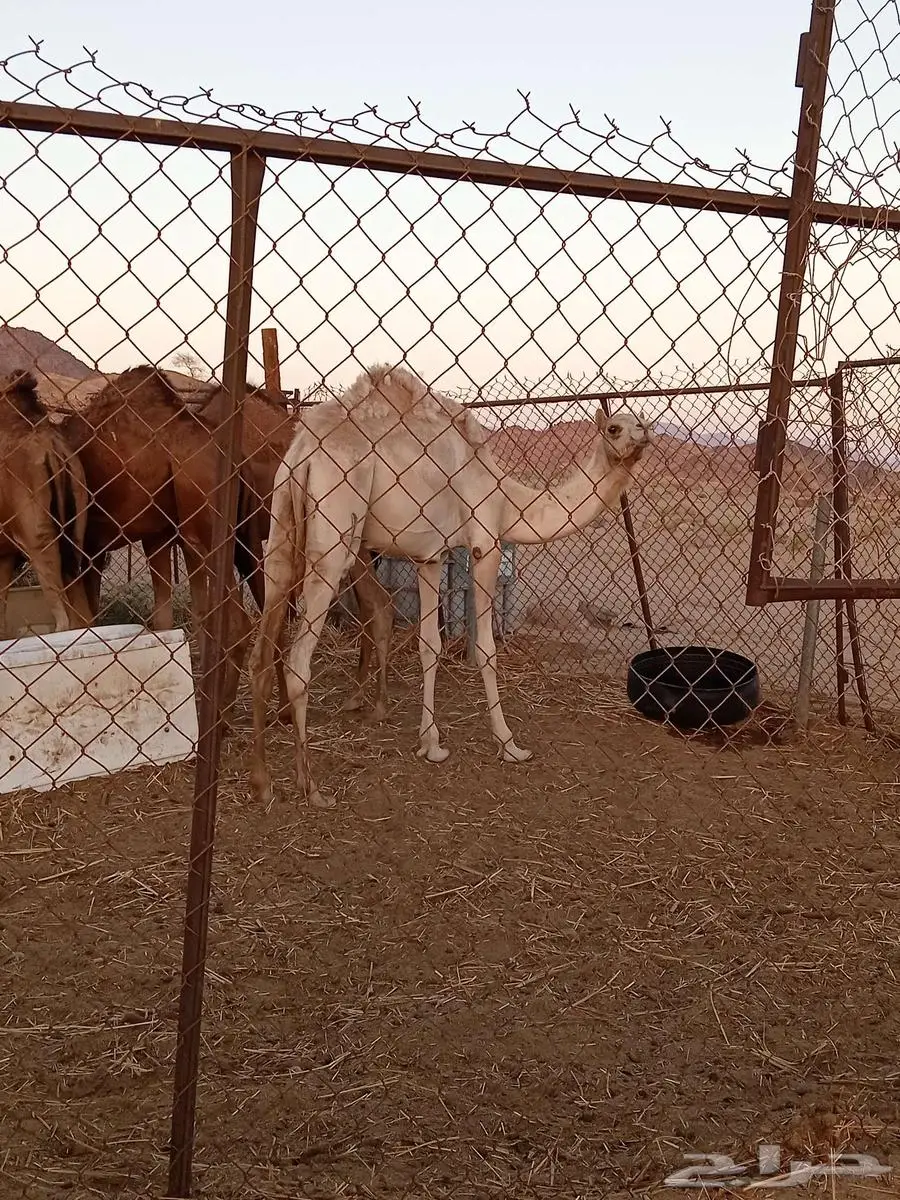 بكره حره سلاله 0