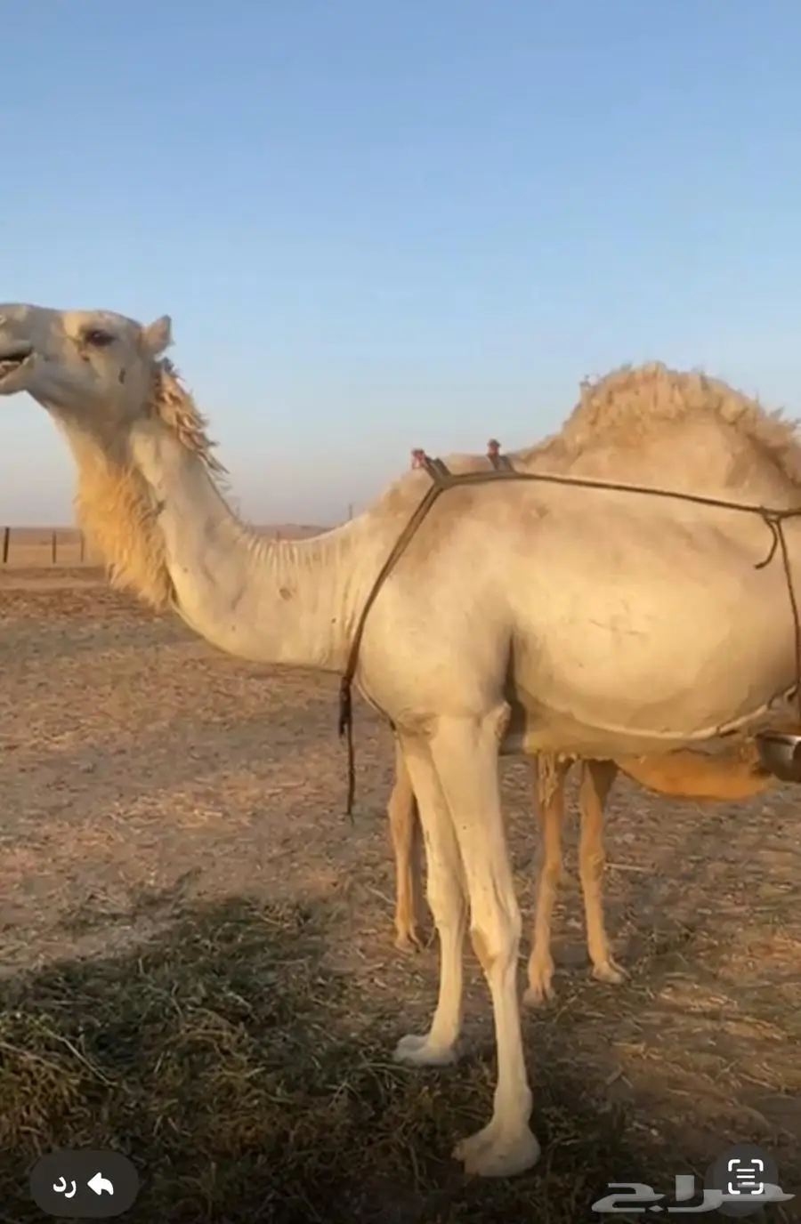 للبيع خلفه غيثيه تحتها قعود 0