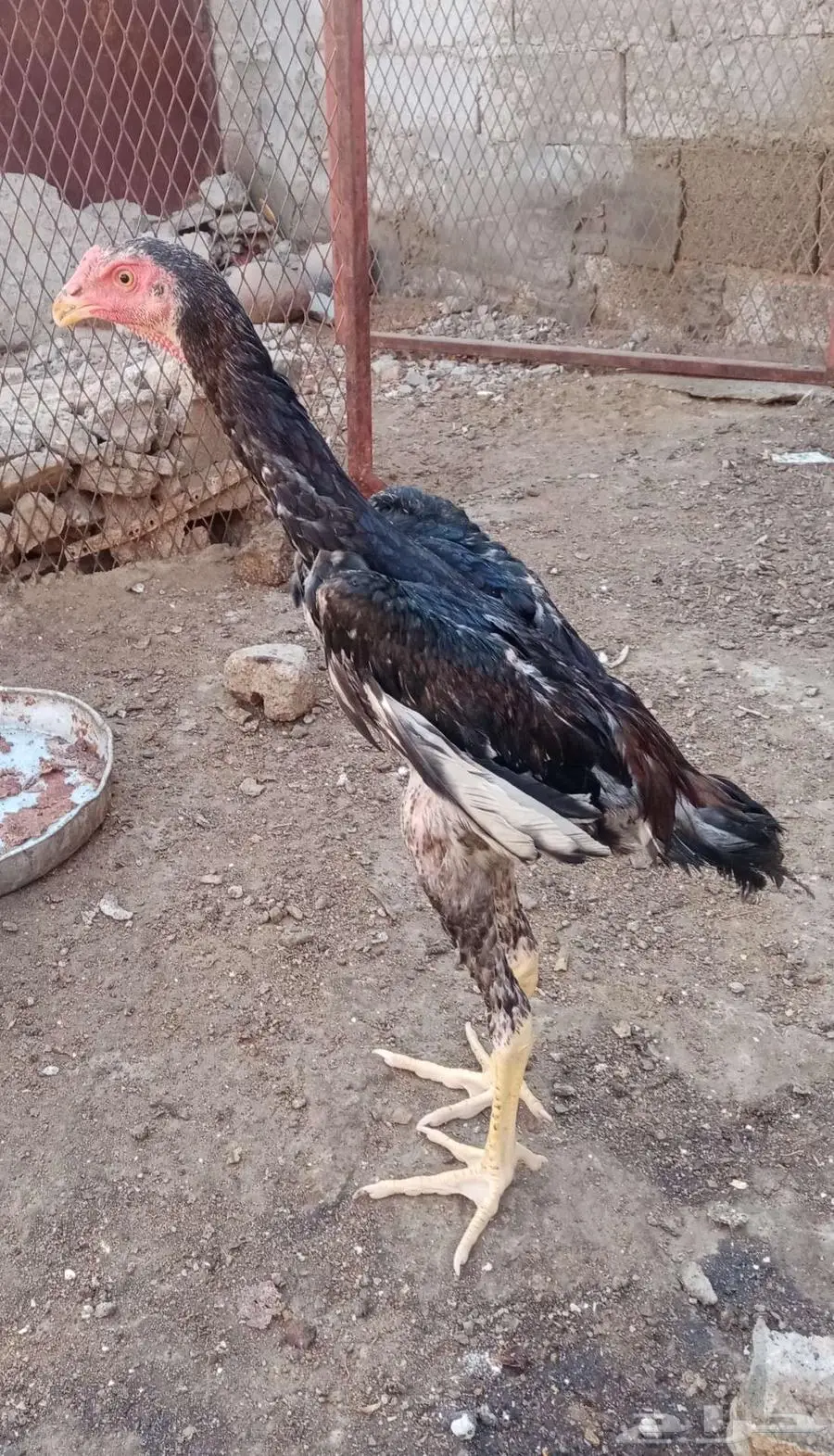 ديك شامو ياباني 3