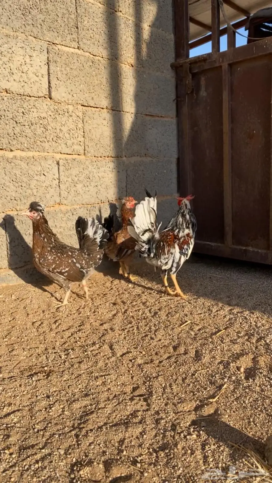 دجاج عربي افرق 4