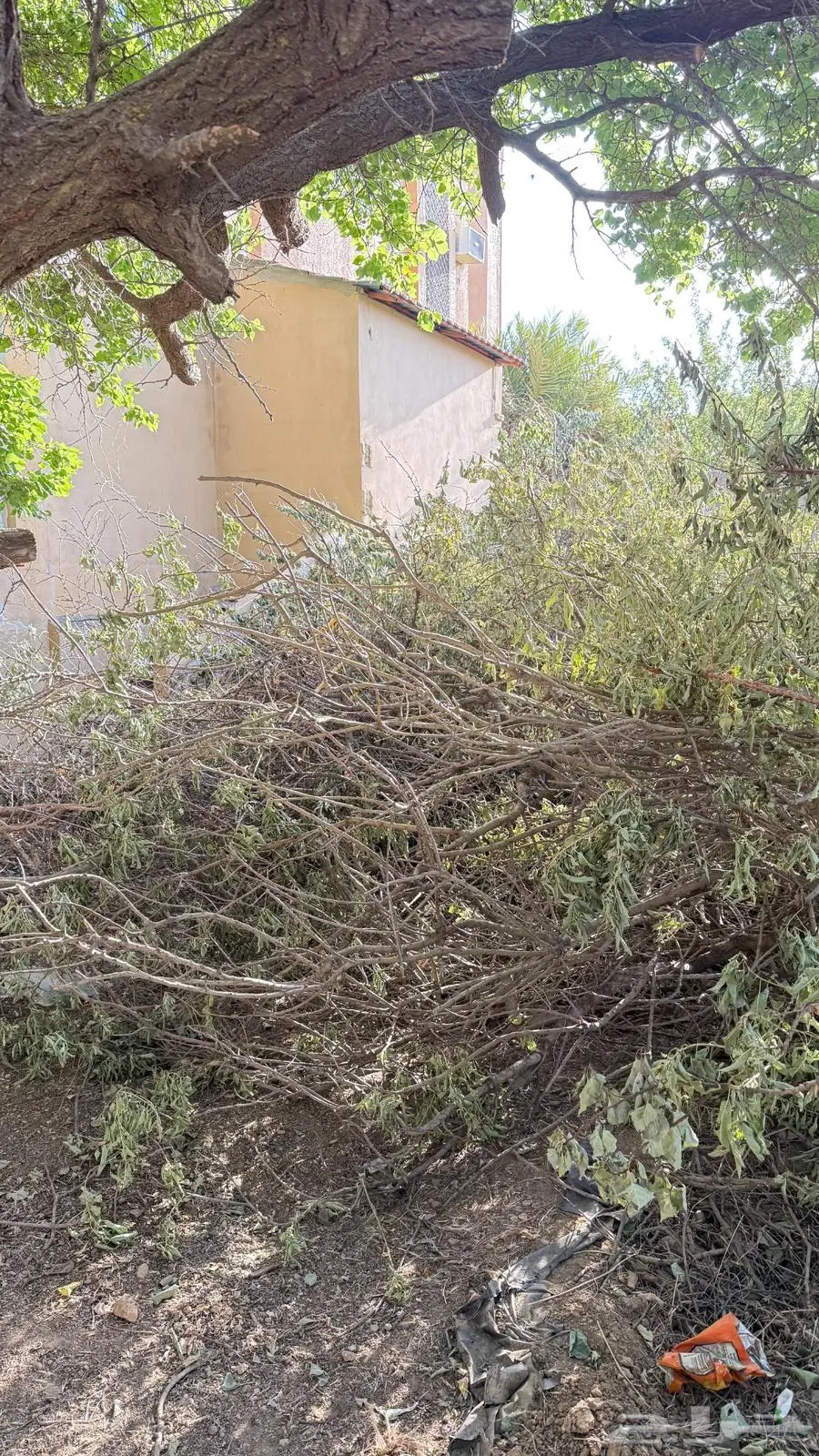 حطب كثير وقوي للبيع بسعر ممتاز 6