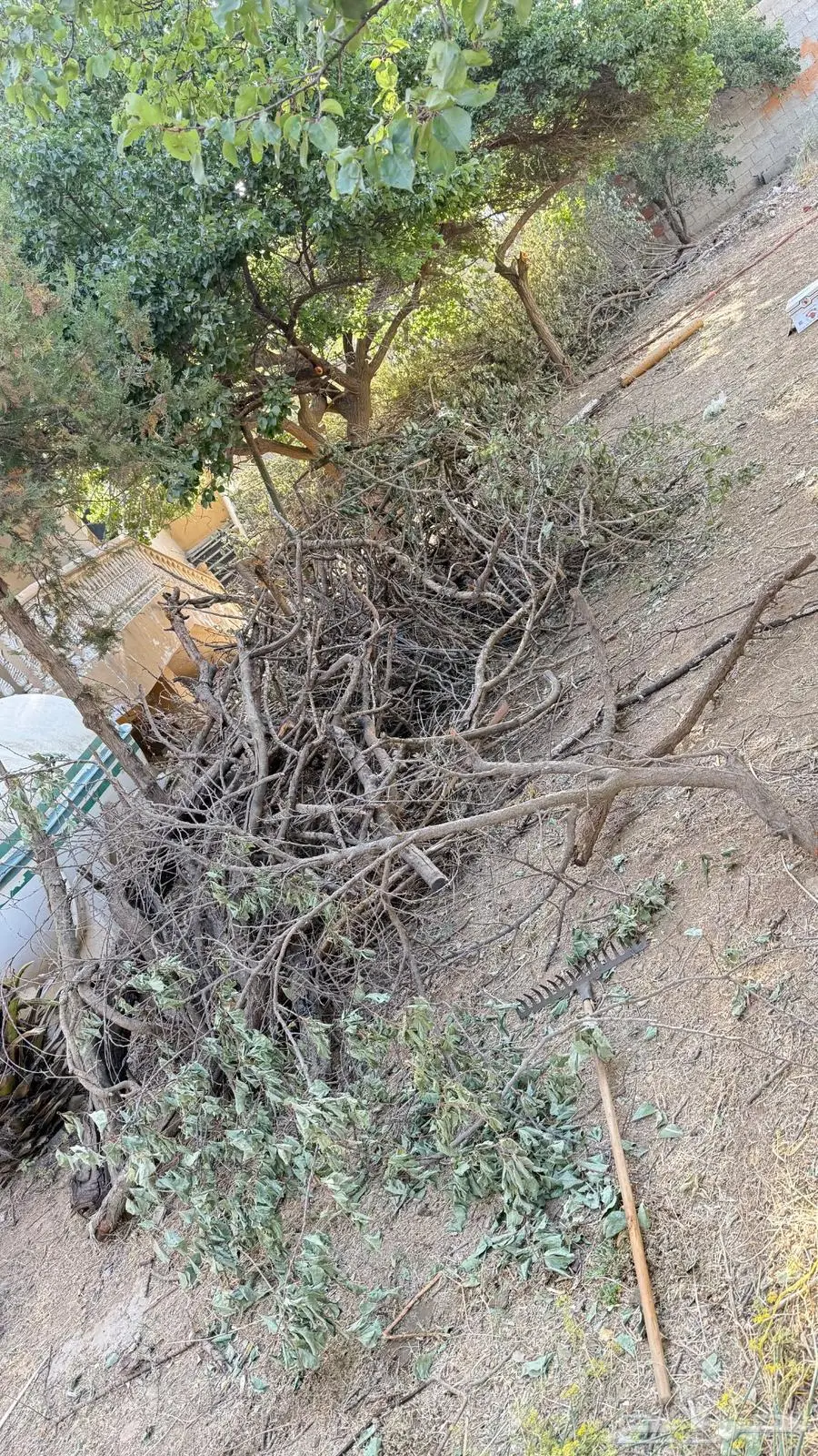 حطب كثير وقوي للبيع بسعر ممتاز 0