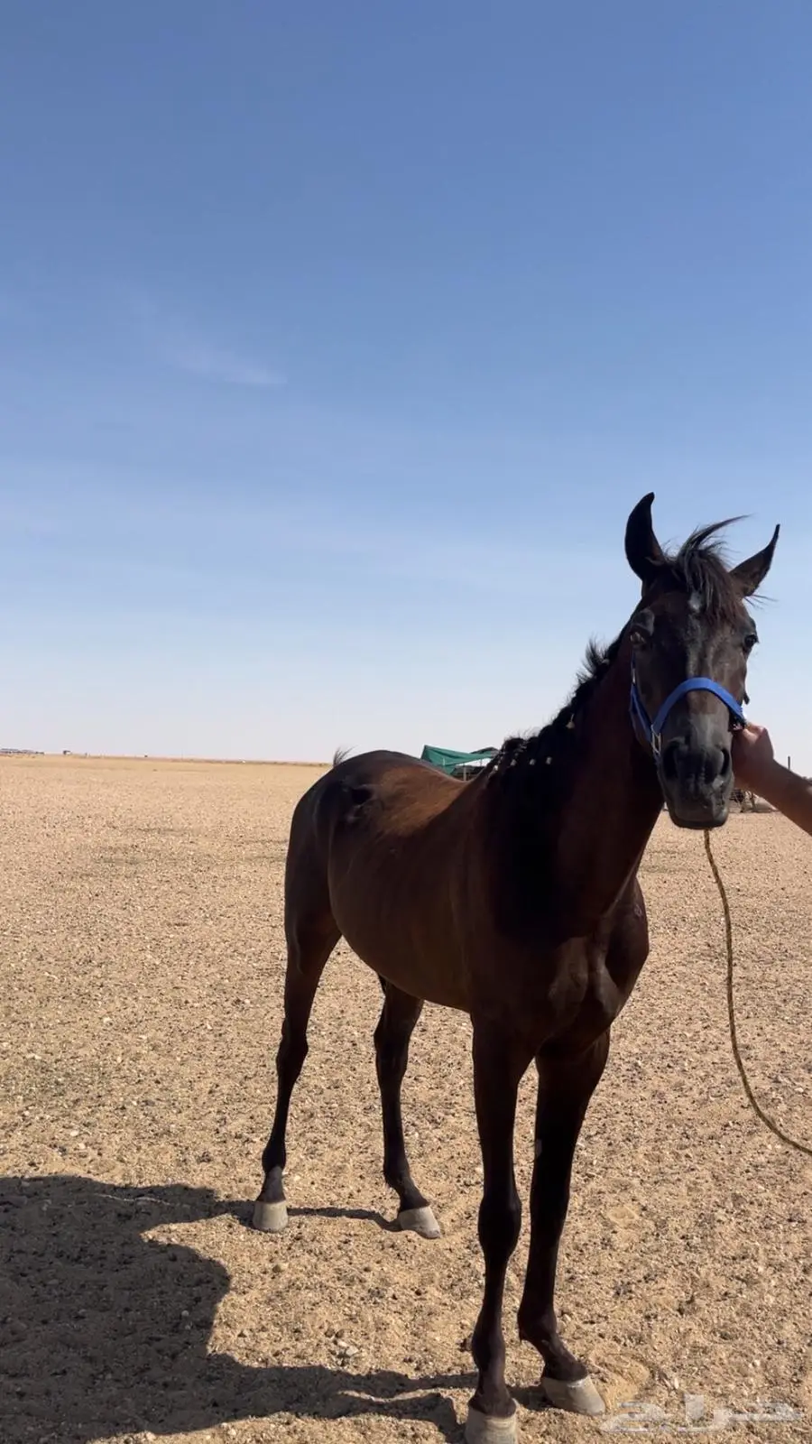 السلام عليكم ورحمة الله وبركاته حصان شعبي العمر سنتين 1