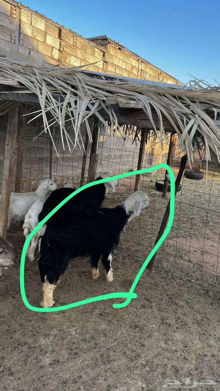 رخل نجدية بالطائف للبيع 0
