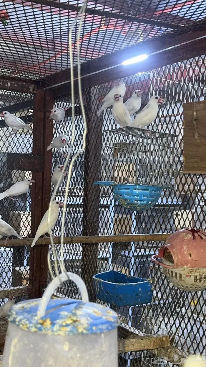 مطير جاوا أبيض 7