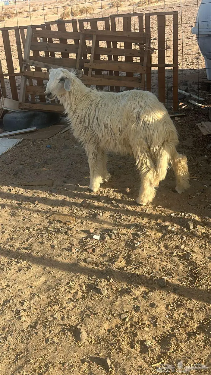 للبيع طلي حري فوق 7 شهور 0