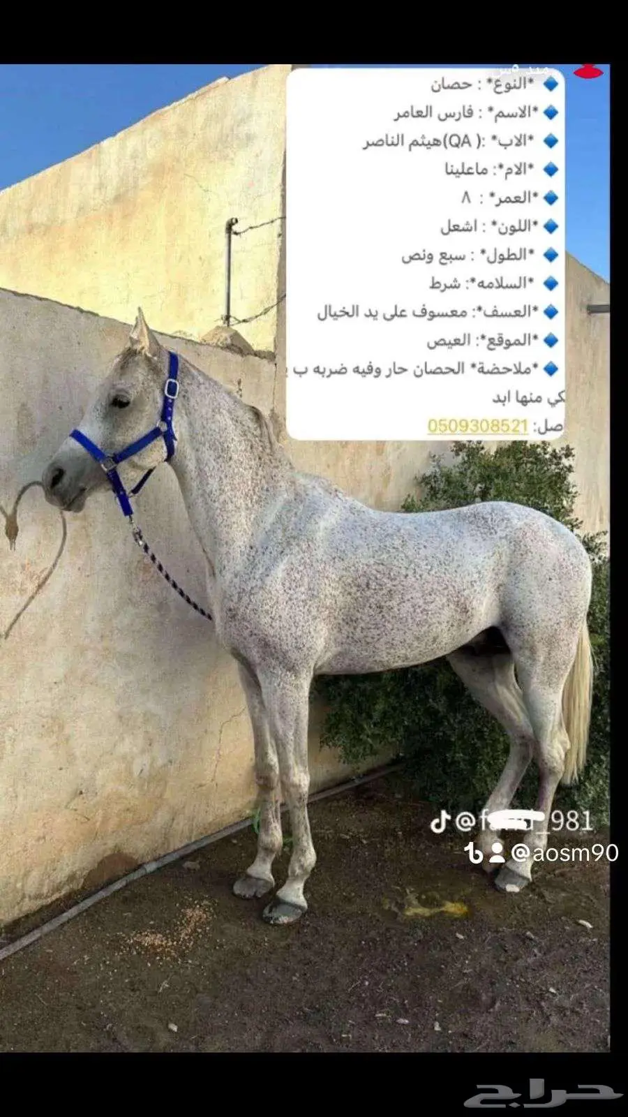 للبيع حصان واهو مصري 0