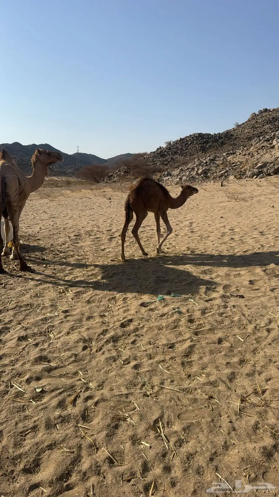 ناقه طيبه معها بكره 0