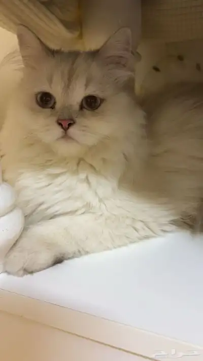 قطة أنثى للتبني 1