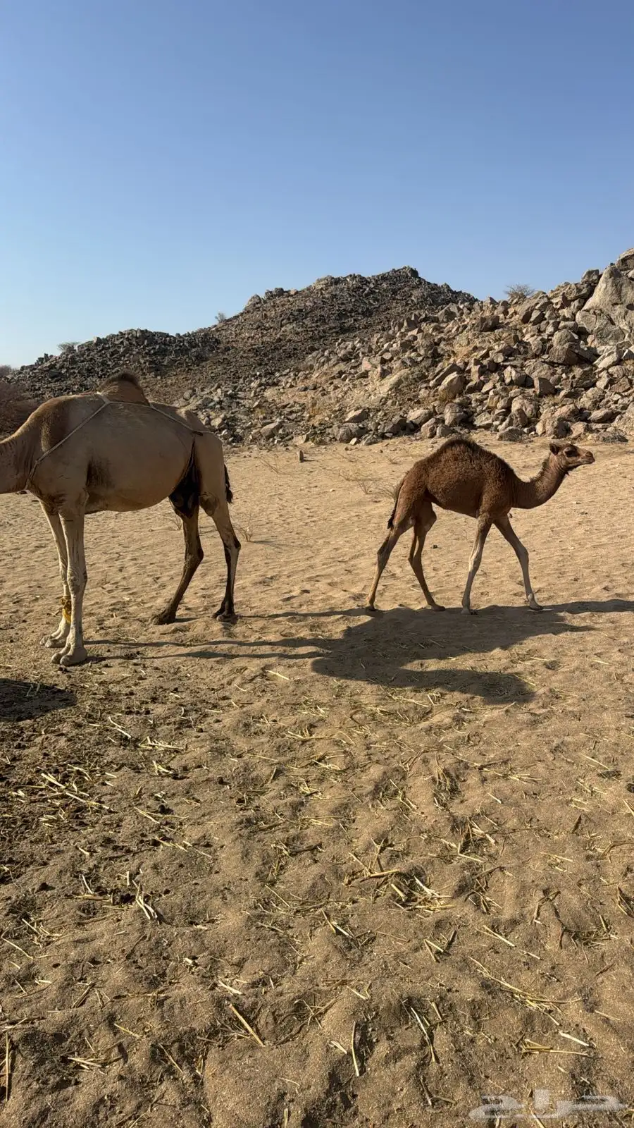 ناقه طيبه معها بكره 2