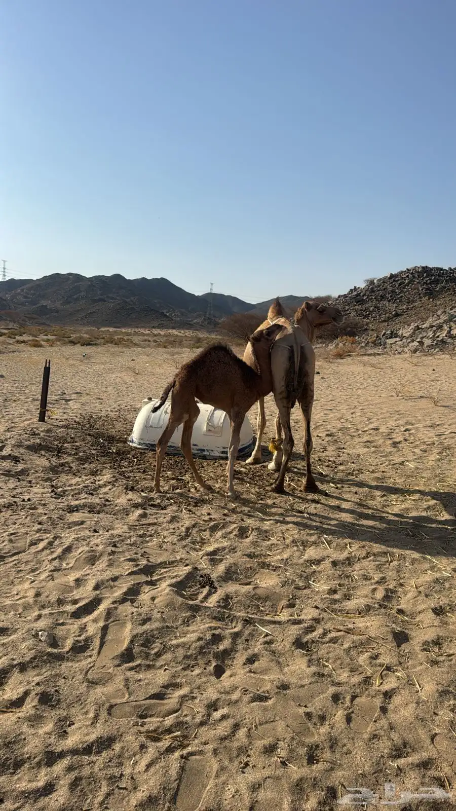 ناقه طيبه معها بكره 1