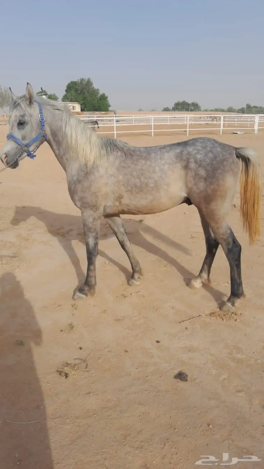 حصان شعبي 0