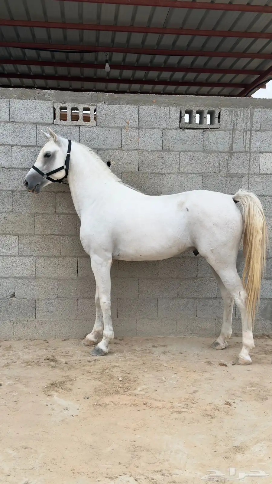 حصان شعبي كفو 1