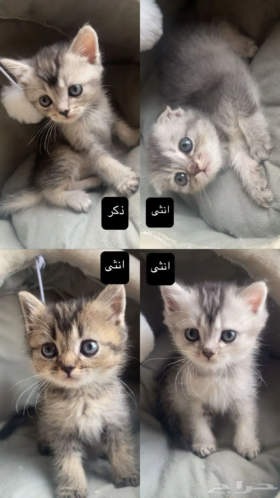 قطط للبيع نوع سكوتش 0