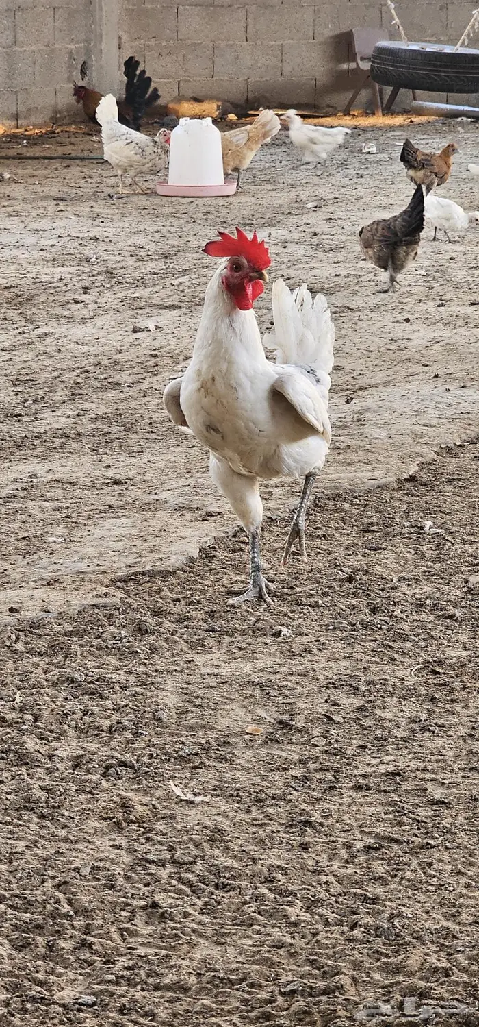 ديوك للبيع 3