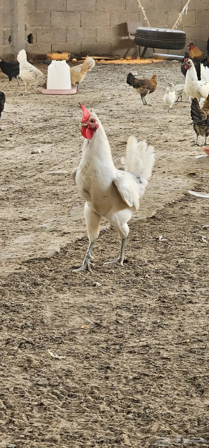 ديوك للبيع 2