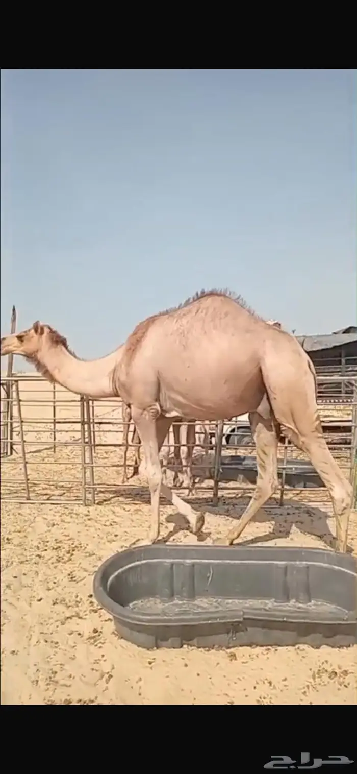 تم البيع الجبيل قعود للبيع السعر 4500 التواصل واتساب 2