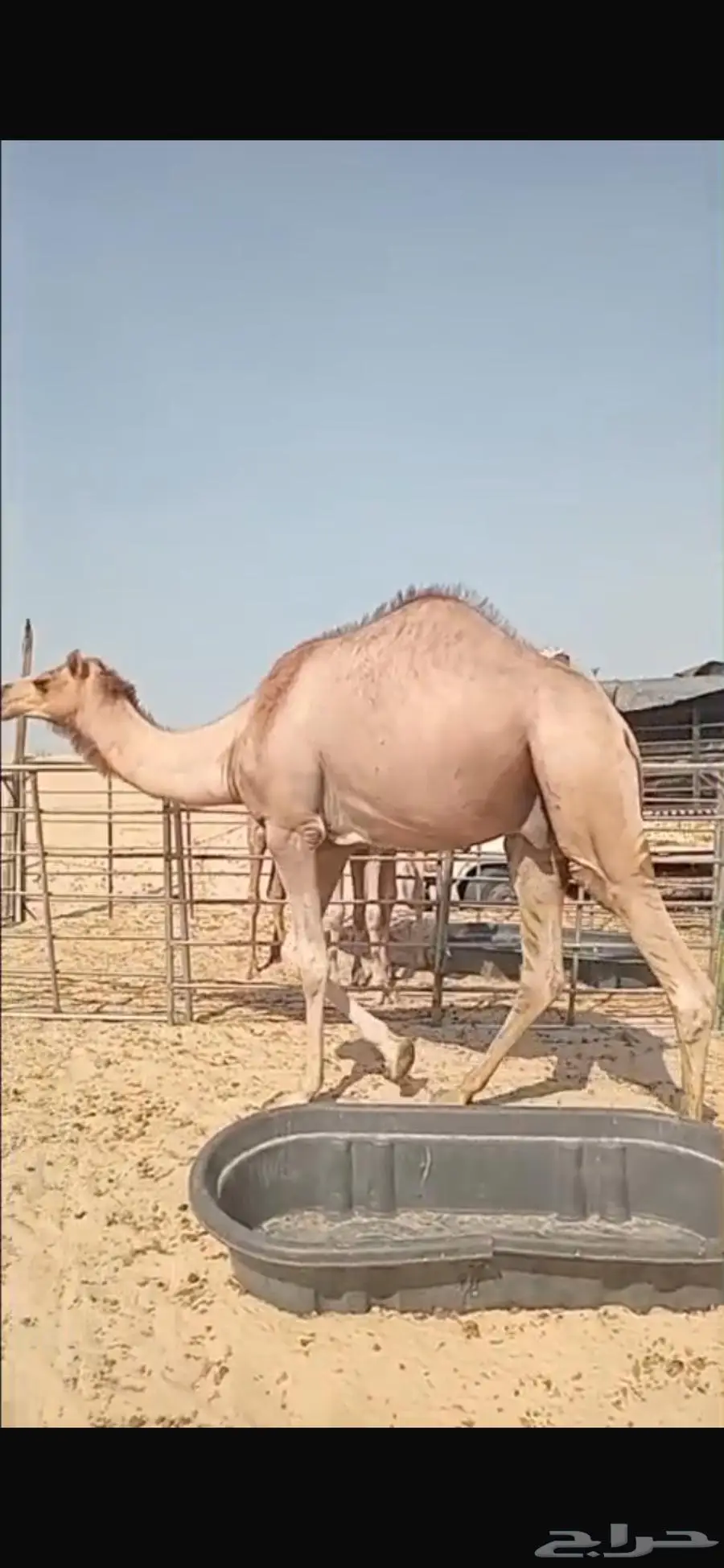 الجبيل قعود للبيع السعر 4500 التواصل واتساب 1