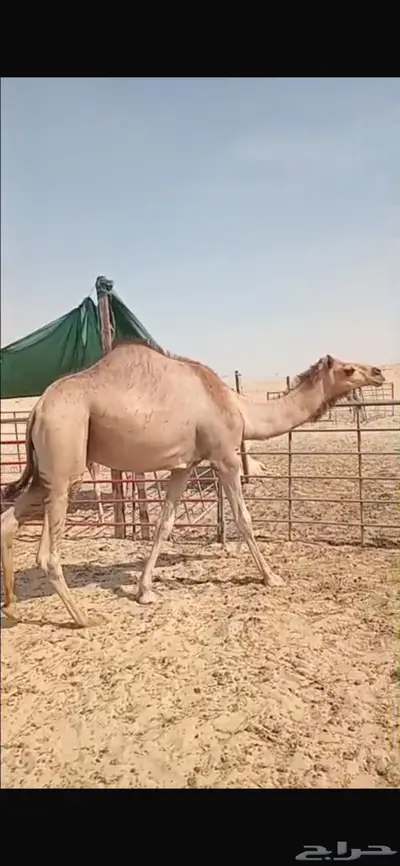 تم البيع الجبيل قعود للبيع السعر 4500 التواصل واتساب 1