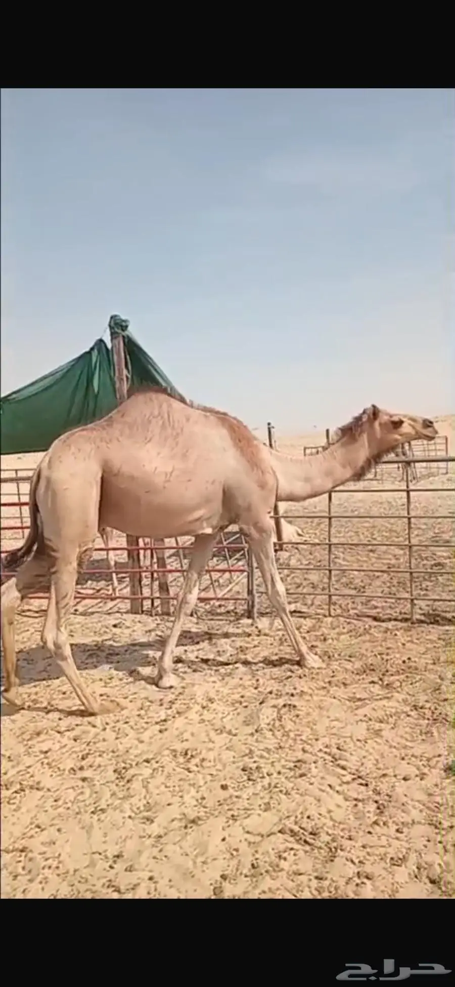 الجبيل قعود للبيع السعر 4500 التواصل واتساب 0