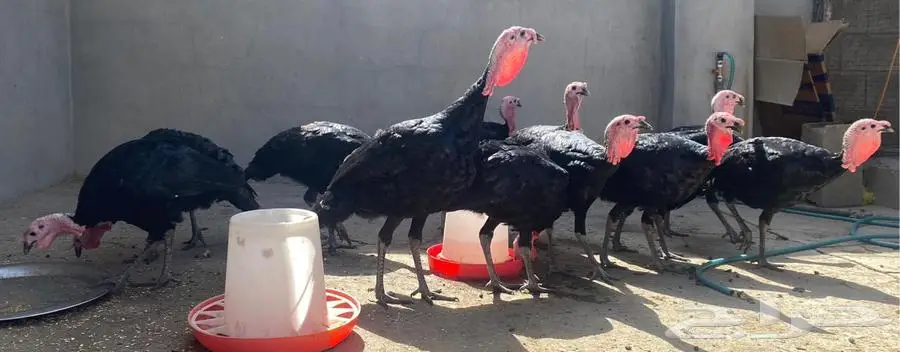 دجاج رومي 0
