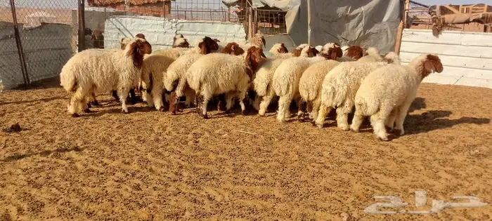 ذبايح للبيع 2