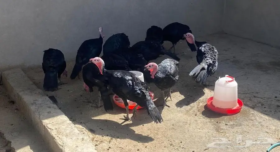 دجاج رومي 2