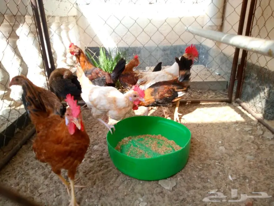 ديوك ودجاج (بلدي) ب 130 ريال 2