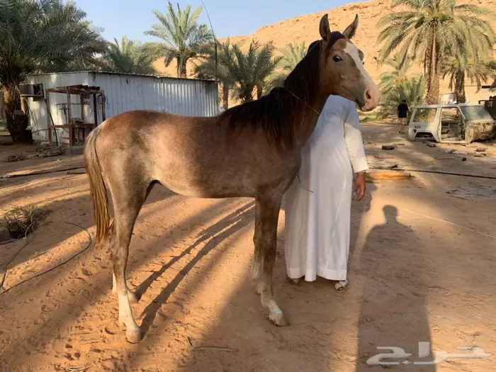 مهر بدون اوراق. بدايه عسف 1