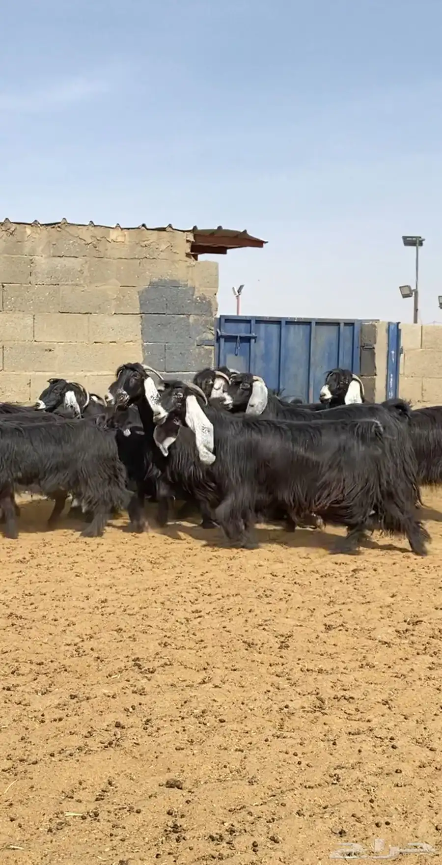 معزا عوارض صنف 1