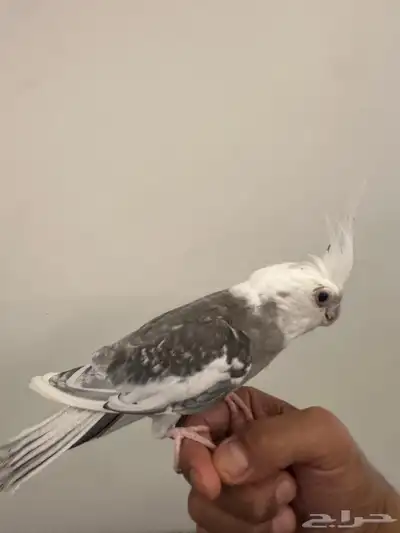 زوج كروان اليف 1