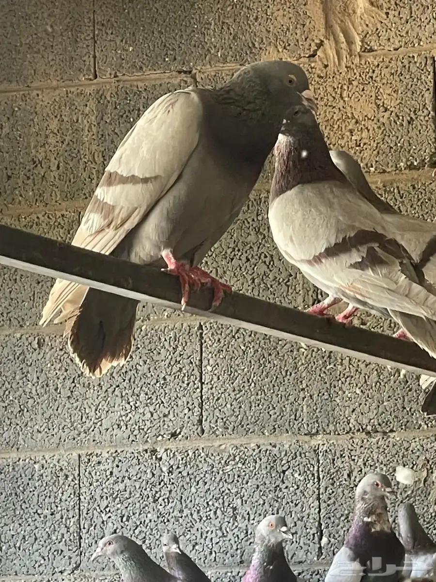 حمام 3