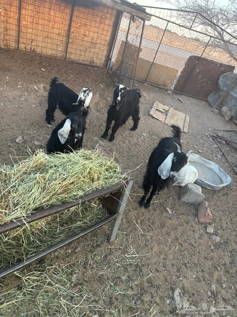 تيوس و جفار 1