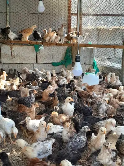 دجاج بلدي 3