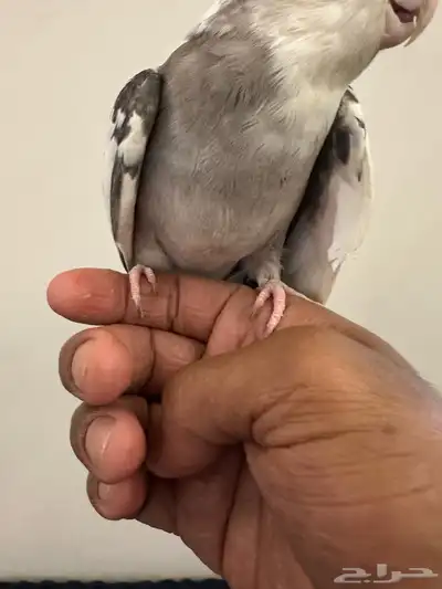 زوج كروان اليف 2