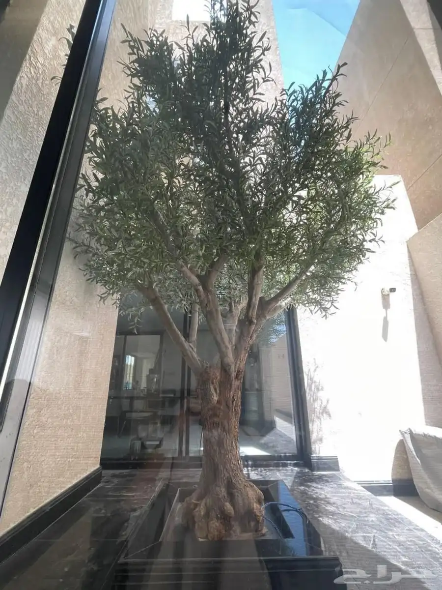 شجر زيتون صناعي فاخر 3