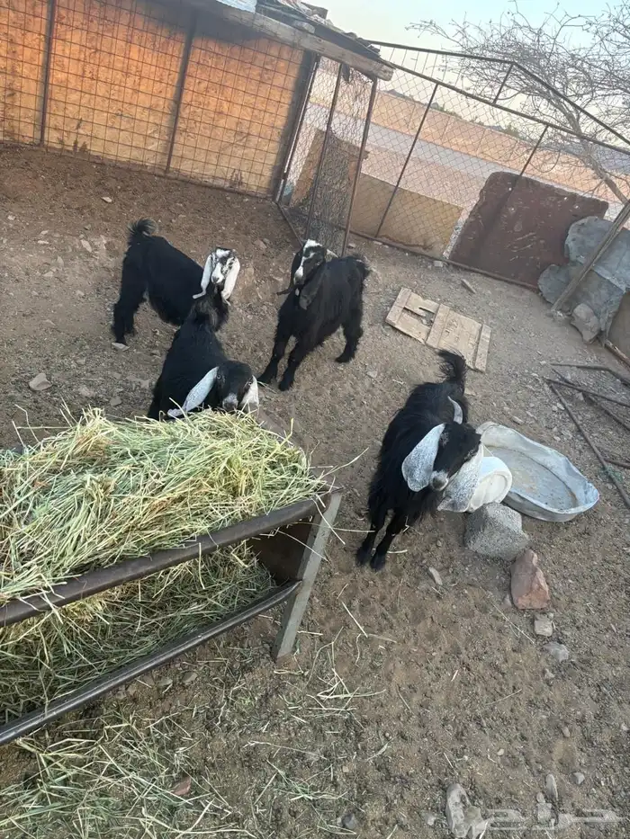 تيوس و جفار 0