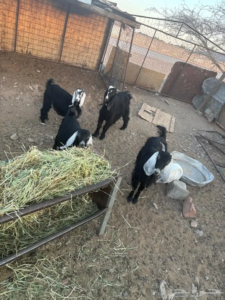 تيوس و جفار 0