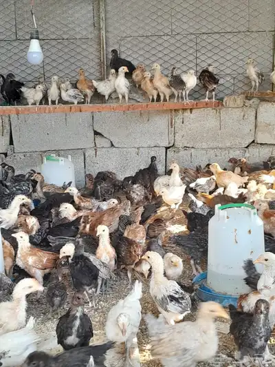 دجاج بلدي 4
