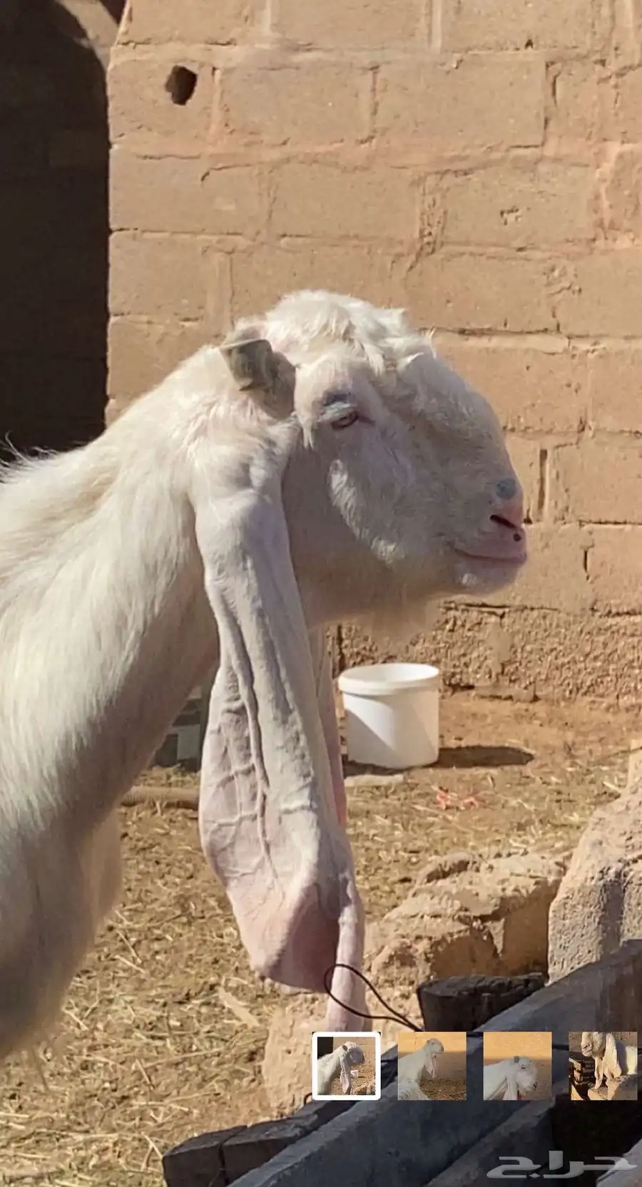 تيس فحل مطور فاخر 0