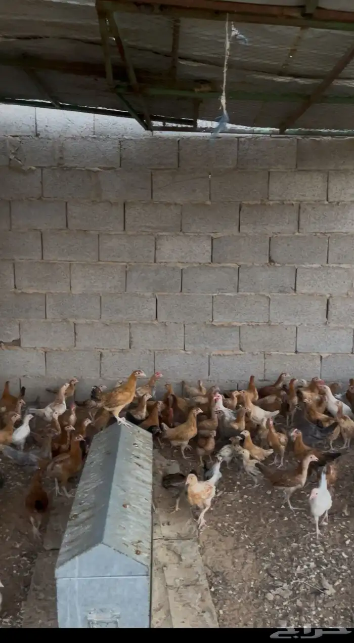 دجاج بلدي بشاير 3