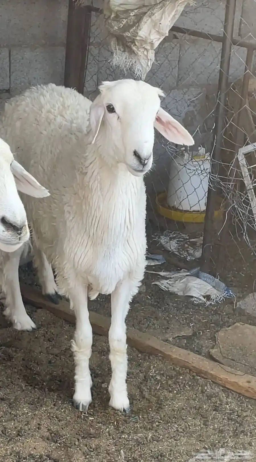 فحل 1