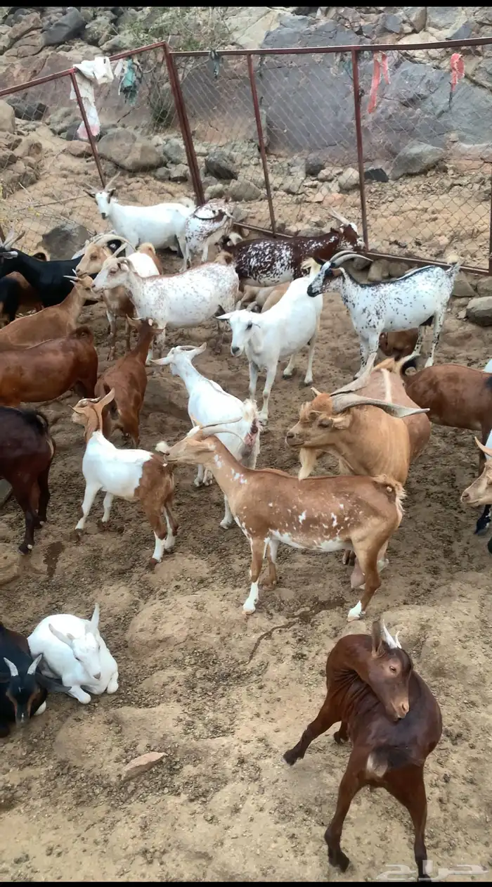 ماعز كفووبلدي وحلالي الماعز40فيها6عنقان و4تيوس و2صغار 2