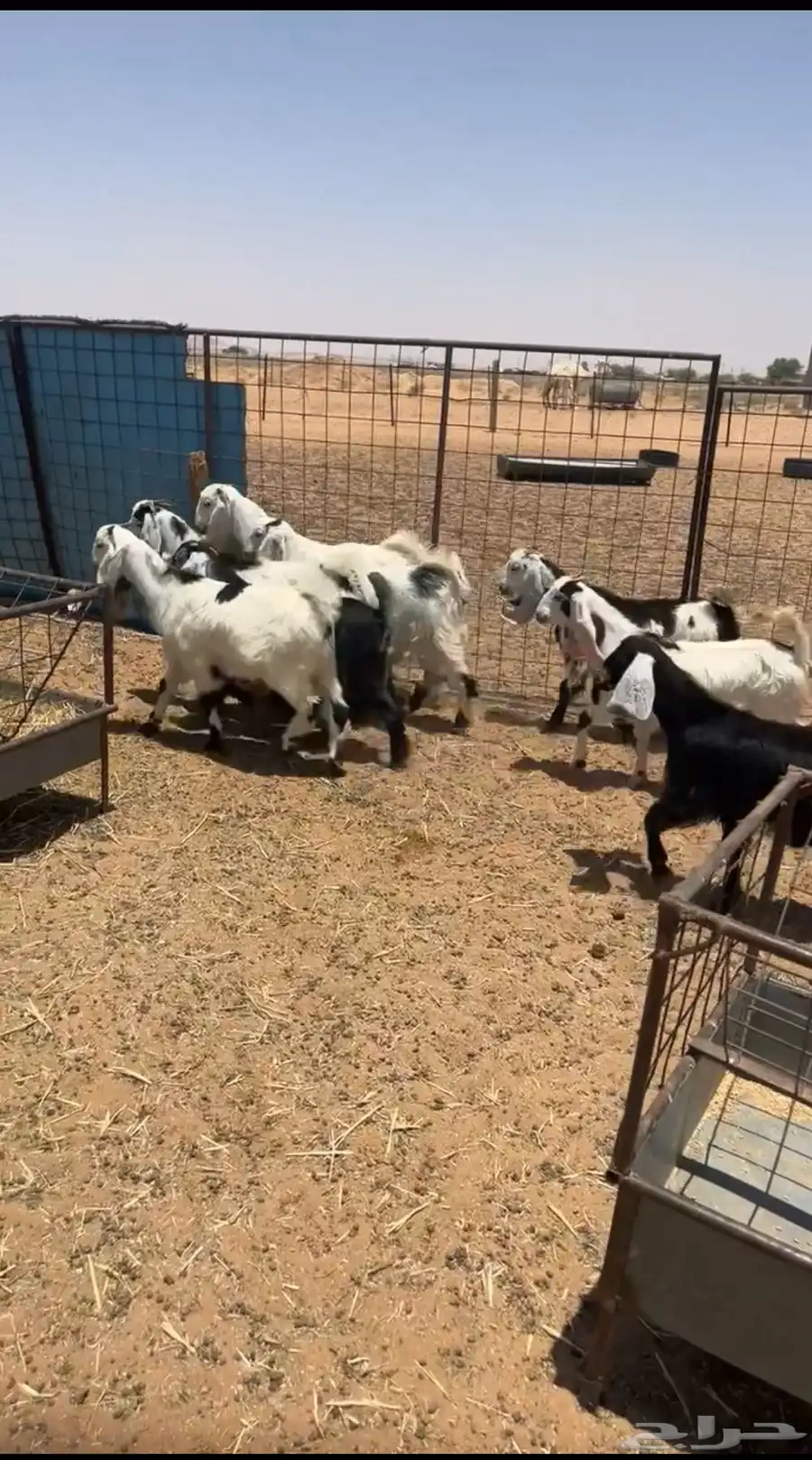 للبيع جفرات تائسيس مراح طيبب 1