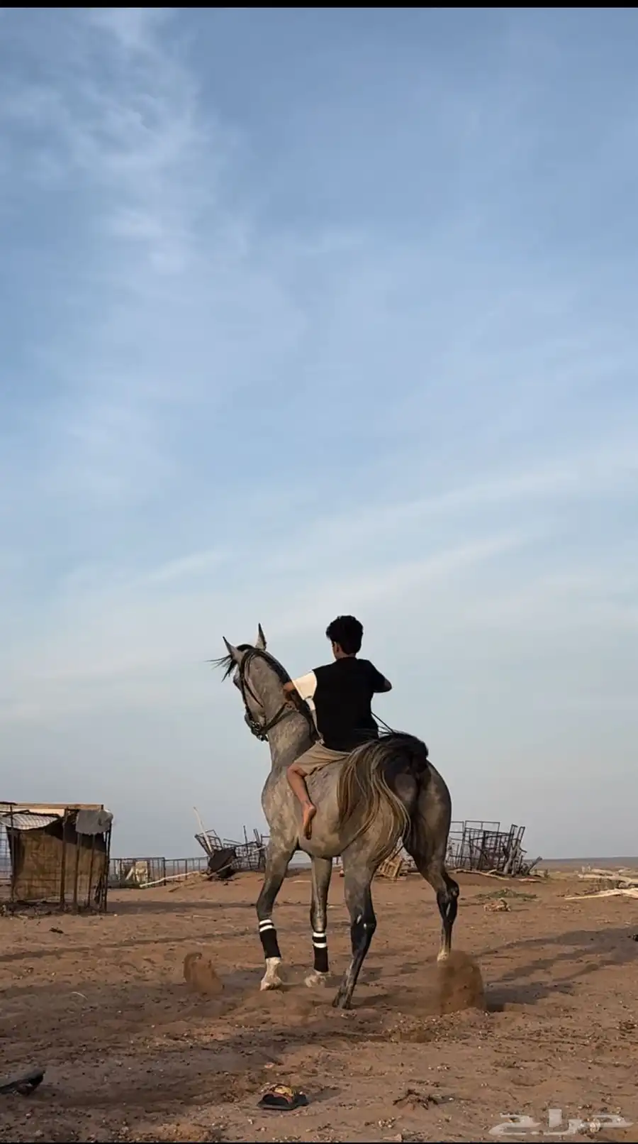 حصان قطعه فاخره شعبي الحد 5000 5