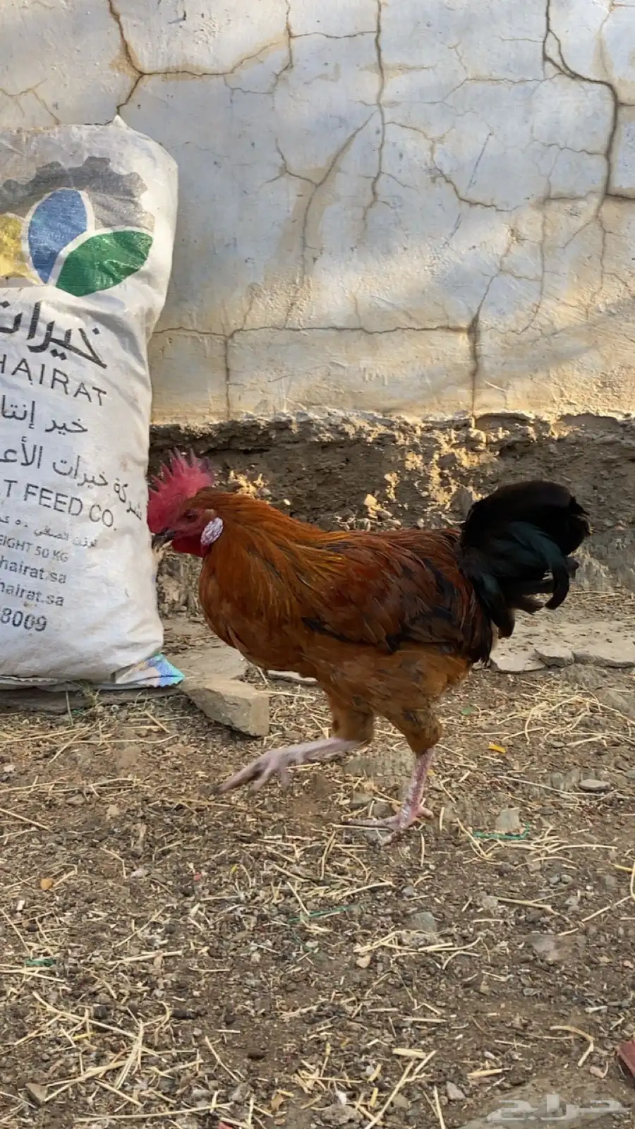 3 ديوك بلدي 7