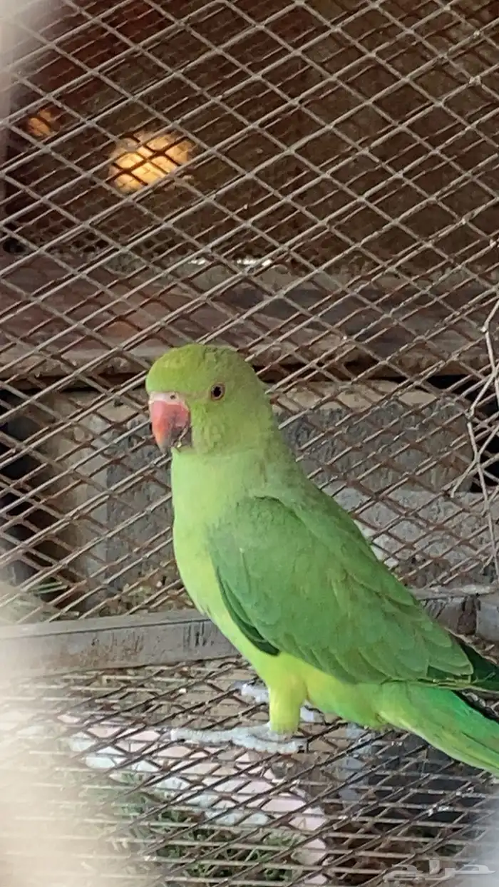 ببغاء دره هندي 1