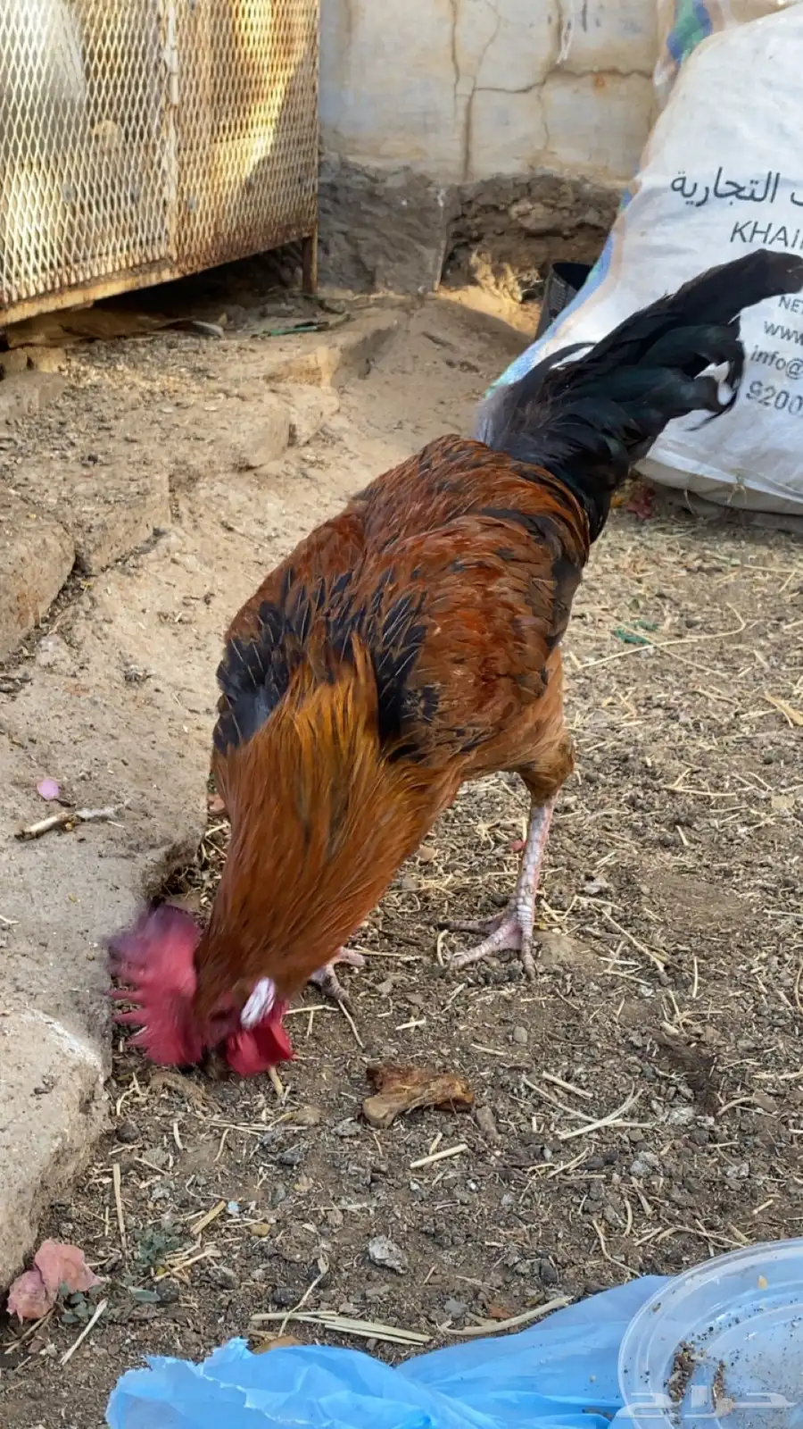 3 ديوك بلدي 6