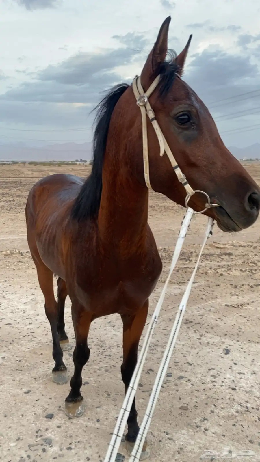 خيل 6